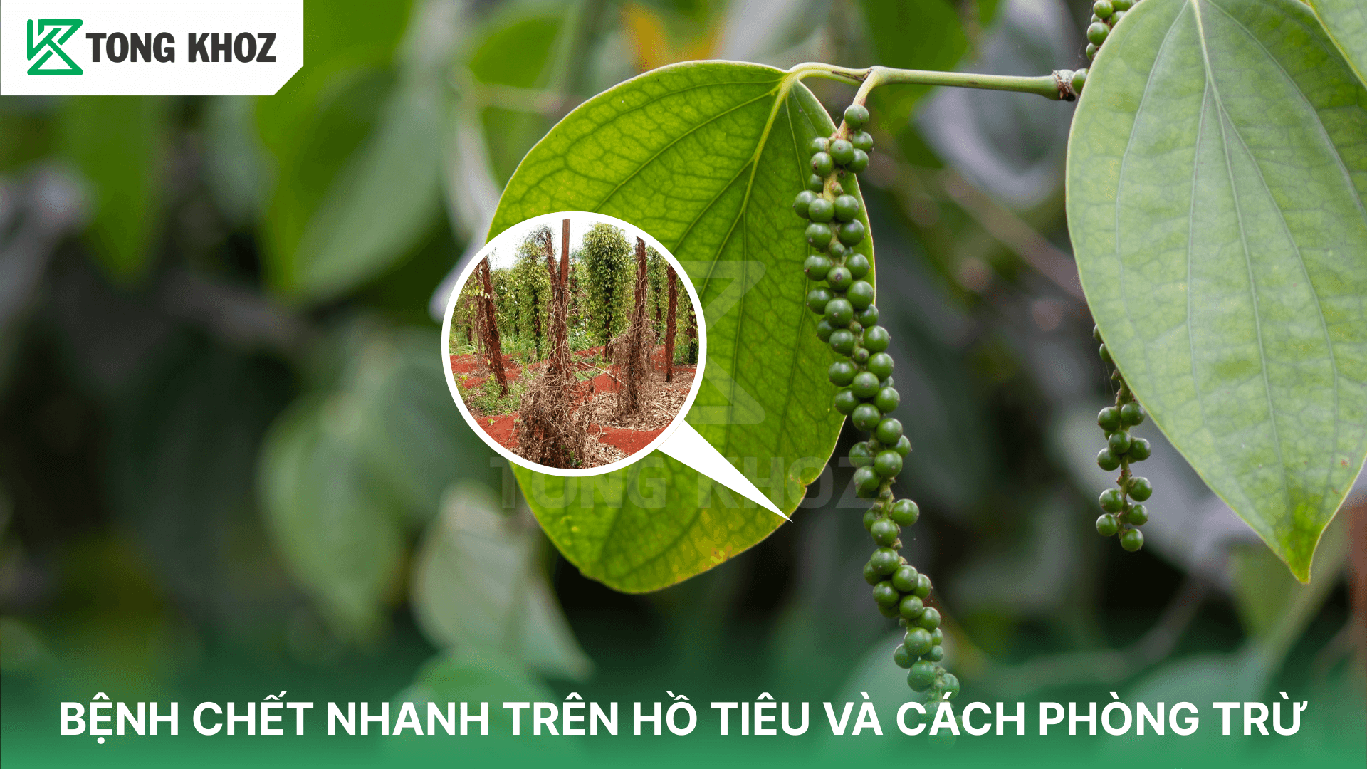 BỆNH CHẾT NHANH TRÊN HỒ TIÊU VÀ CÁCH PHÒNG TRỪ