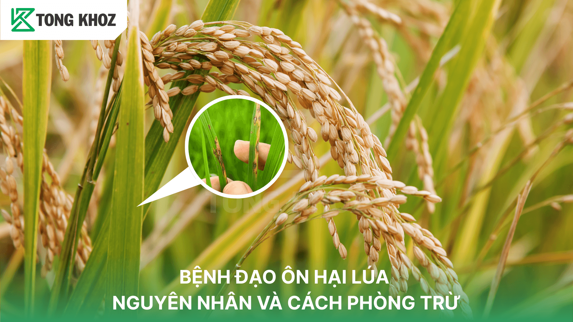 BỆNH ĐẠO ÔN HẠI LÚA – NGUYÊN NHÂN VÀ CÁCH PHÒNG TRỪ