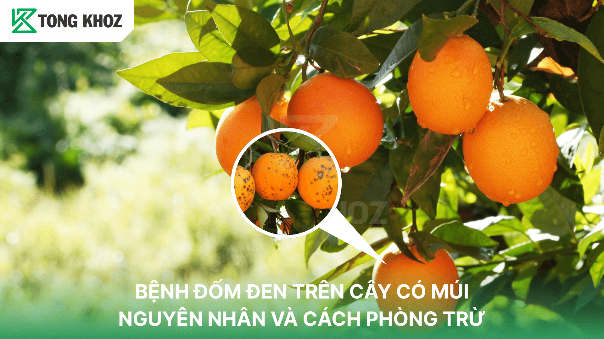 BỆNH ĐỐM ĐEN TRÊN CÂY CÓ MÚI, NGUYÊN NHÂN VÀ CÁCH PHÒNG TRỪ