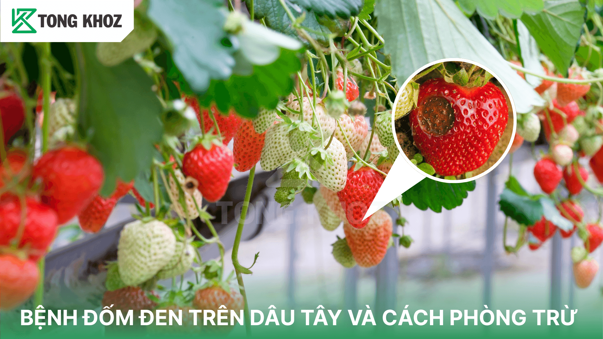 BỆNH ĐỐM ĐEN TRÊN DÂU TÂY VÀ CÁCH PHÒNG TRỪ