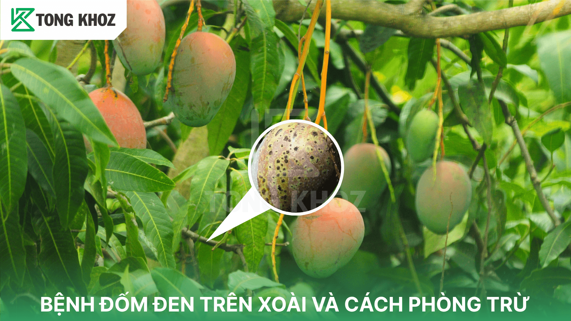 BỆNH ĐỐM ĐEN TRÊN XOÀI VÀ CÁCH PHÒNG TRỪ