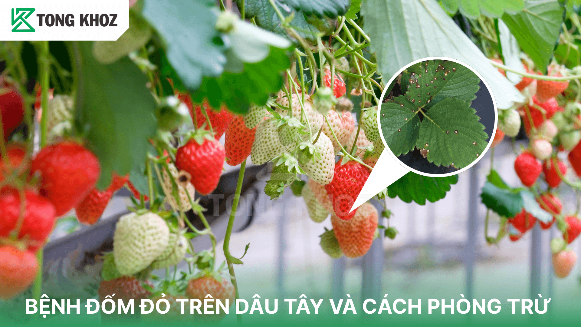 BỆNH ĐỐM ĐỎ TRÊN DÂU TÂY VÀ CÁCH PHÒNG TRỪ