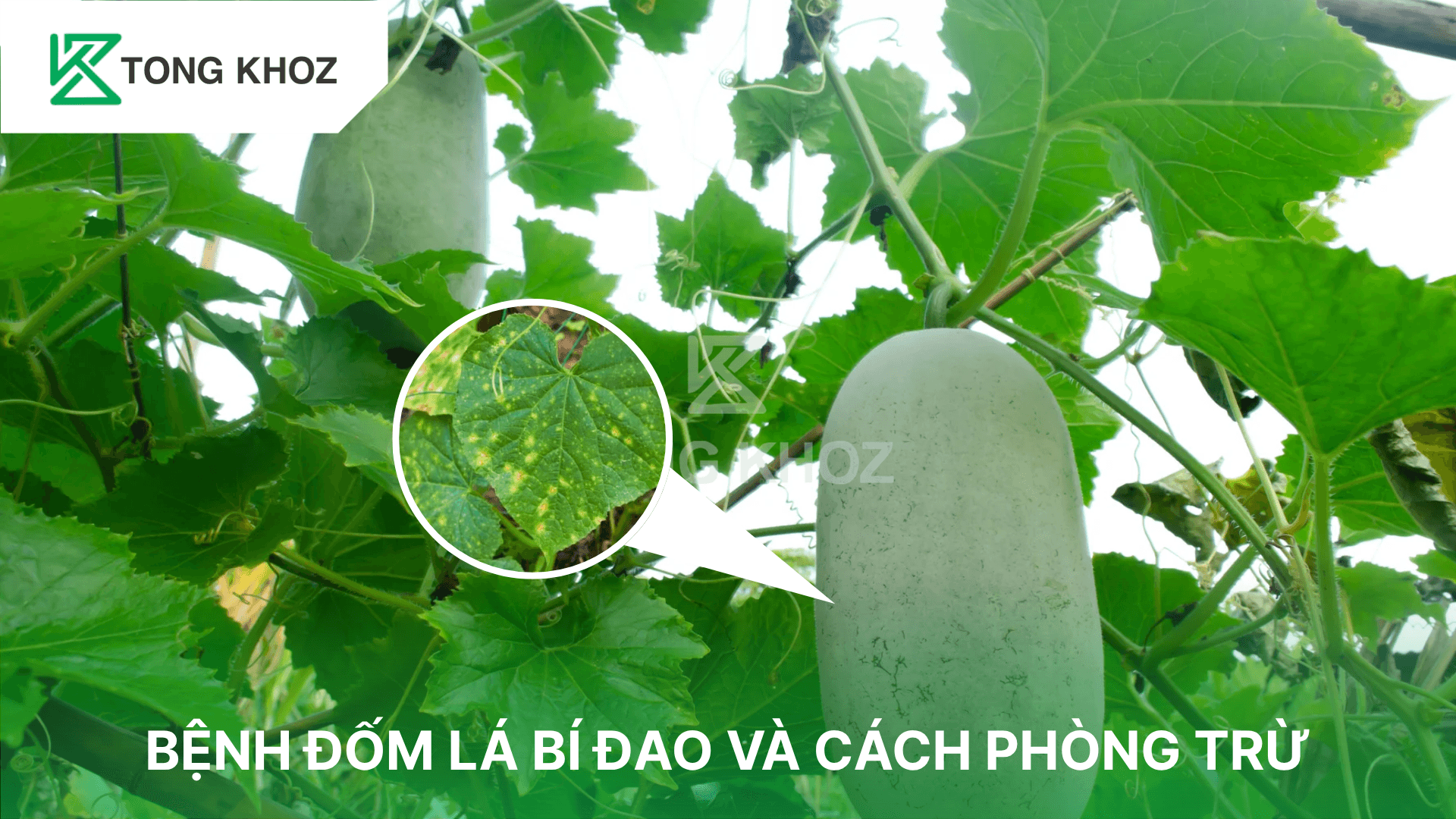 BỆNH ĐỐM LÁ BÍ ĐAO VÀ CÁCH PHÒNG TRỪ