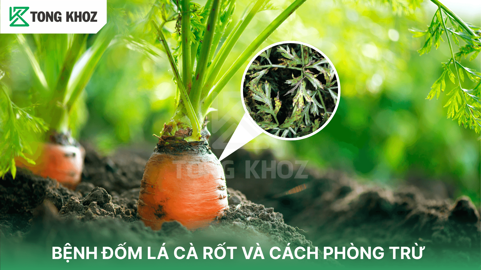 BỆNH ĐỐM LÁ CÀ RỐT VÀ CÁCH PHÒNG TRỪ