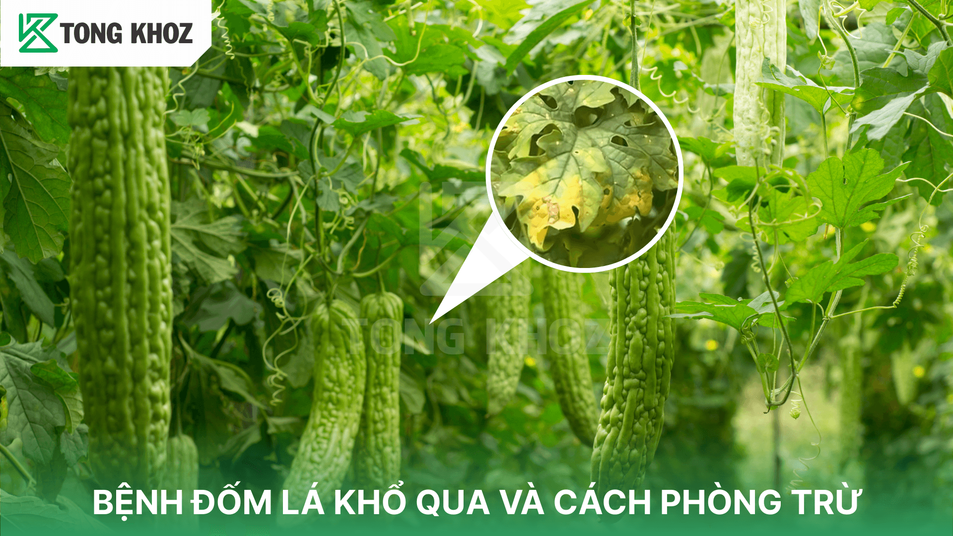 BỆNH ĐỐM LÁ KHỔ QUA VÀ CÁCH PHÒNG TRỪ