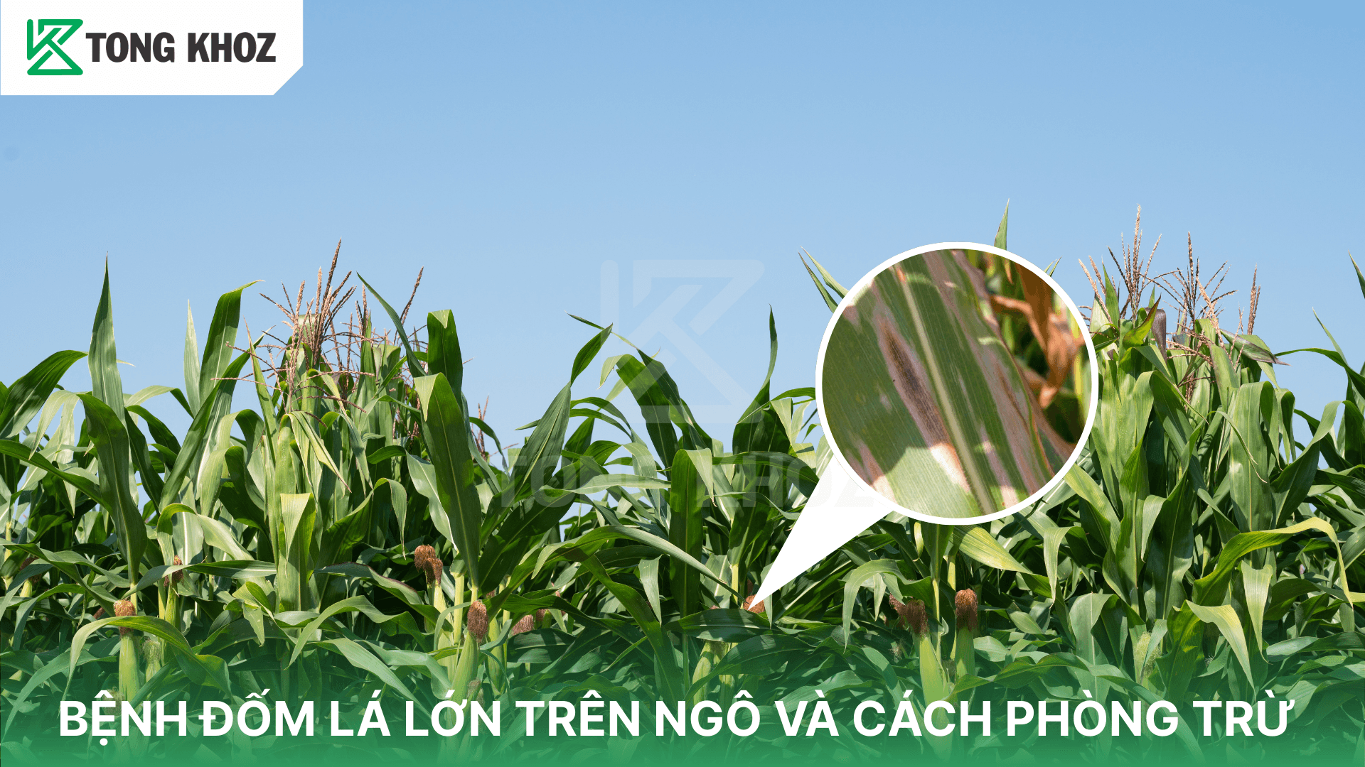 BỆNH ĐỐM LÁ LỚN TRÊN NGÔ VÀ CÁCH PHÒNG TRỪ