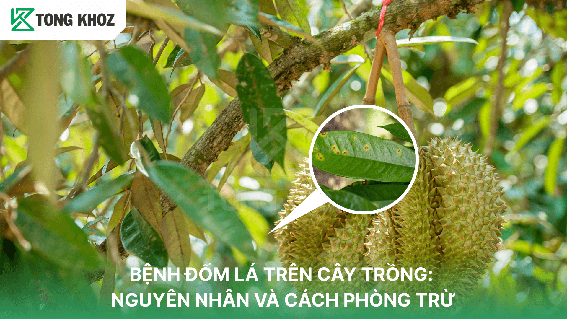 BỆNH ĐỐM LÁ TRÊN CÂY TRỒNG: NGUYÊN NHÂN VÀ CÁCH PHÒNG TRỪ