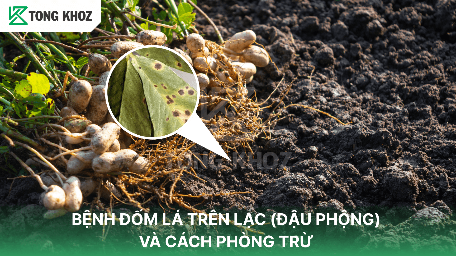 BỆNH ĐỐM LÁ TRÊN LẠC (ĐẬU PHỘNG) VÀ CÁCH PHÒNG TRỪ