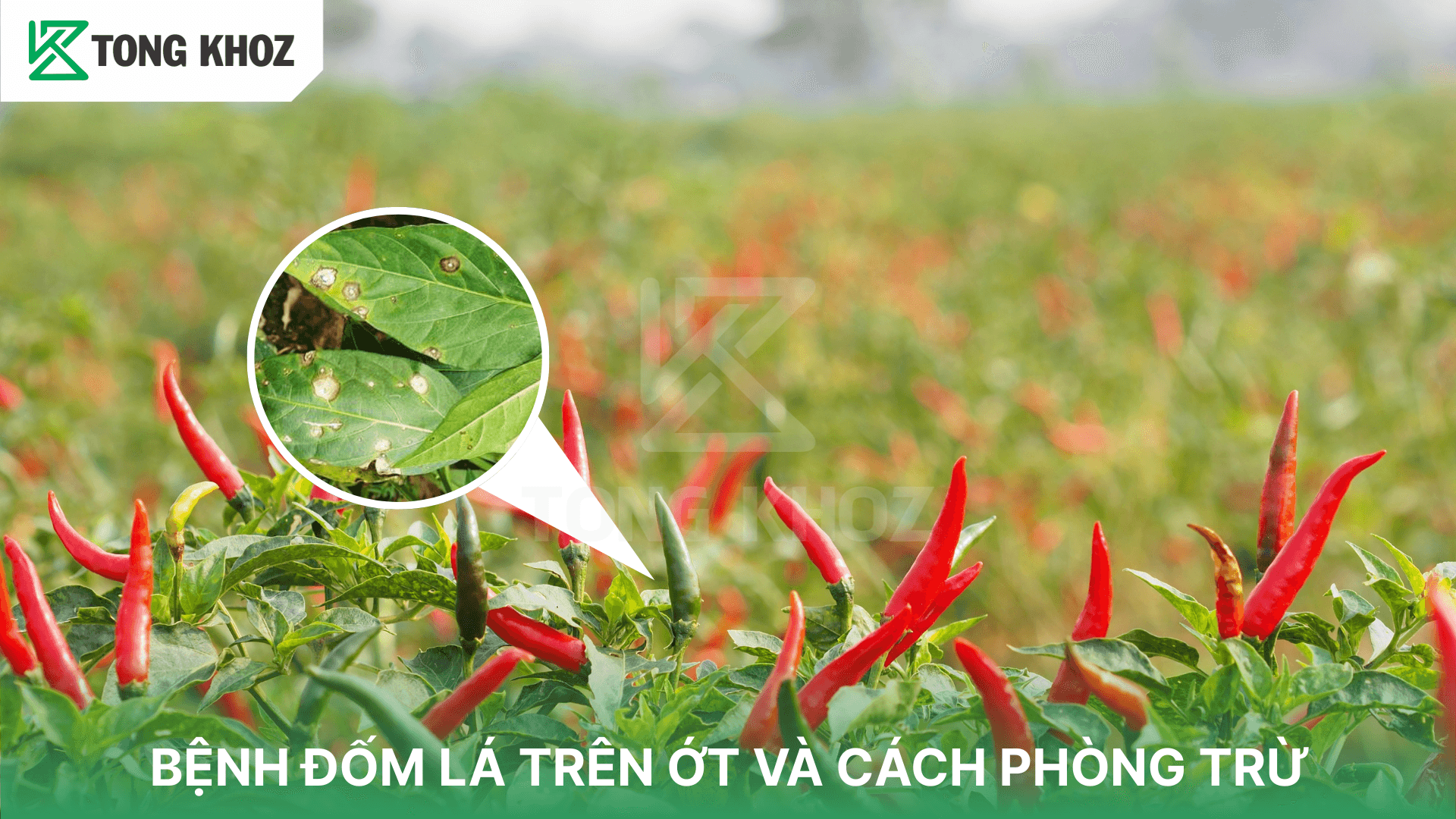 BỆNH ĐỐM LÁ TRÊN ỚT VÀ CÁCH PHÒNG TRỪ