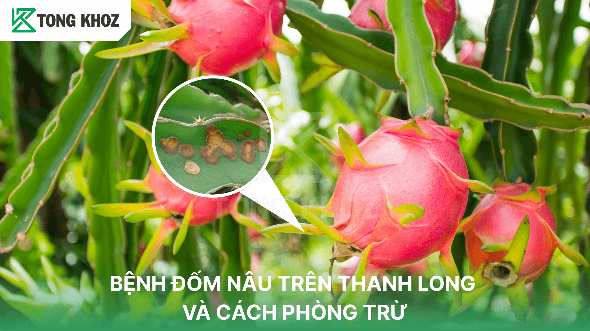 BỆNH ĐỐM NÂU TRÊN THANH LONG VÀ CÁCH PHÒNG TRỪ
