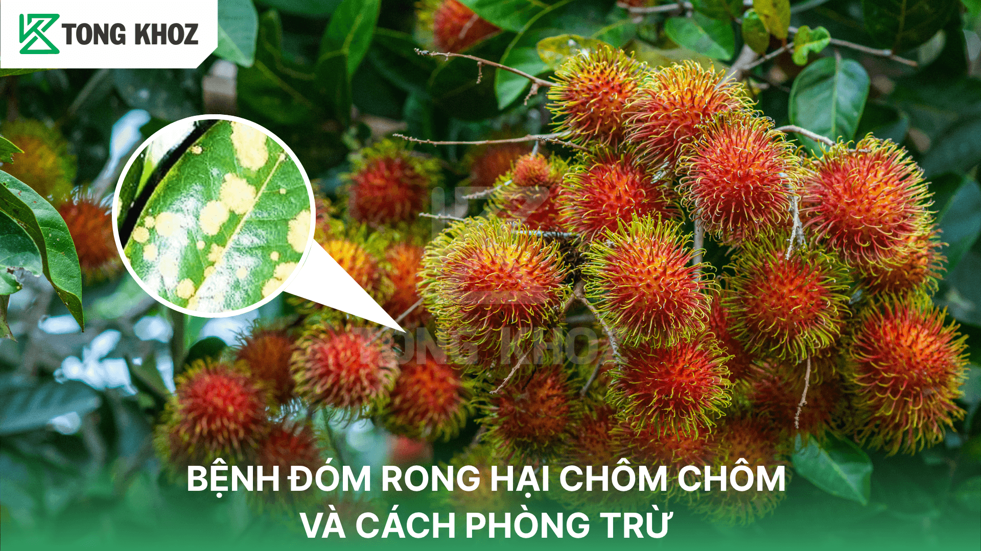 BỆNH ĐỐM RONG HẠI CHÔM CHÔM VÀ CÁCH PHÒNG TRỪ