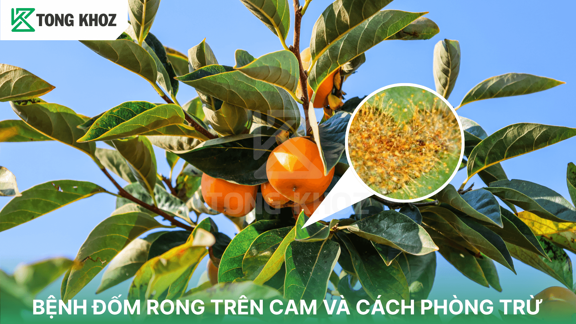 BỆNH ĐỐM RONG TRÊN CAM VÀ CÁCH PHÒNG TRỪ
