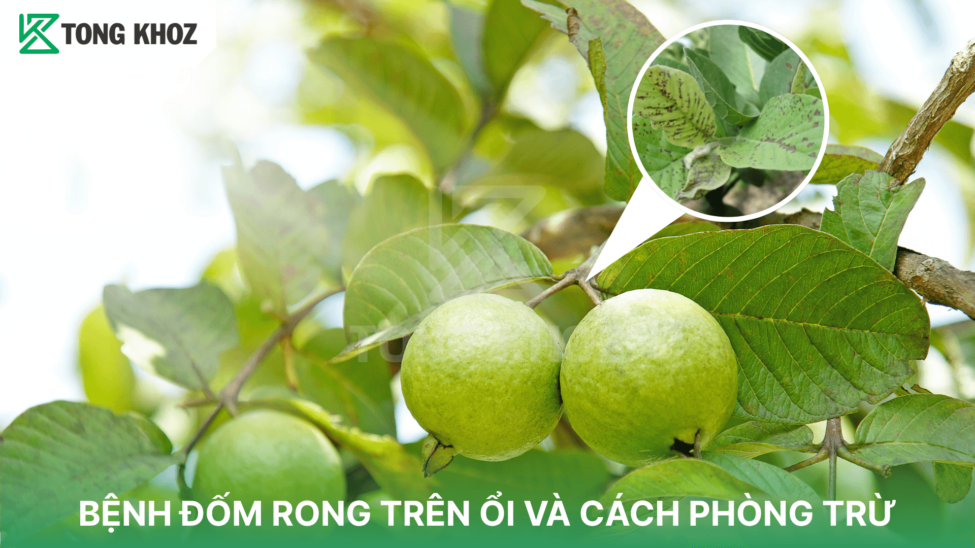 BỆNH ĐỐM RONG TRÊN ỔI VÀ CÁCH PHÒNG TRỪ