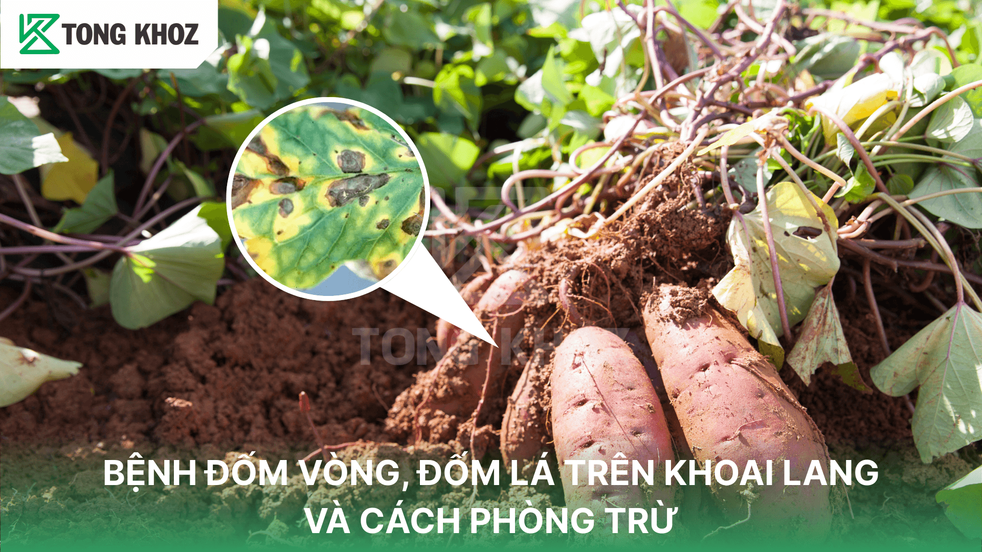BỆNH ĐỐM VÒNG, ĐỐM LÁ TRÊN KHOAI LANG VÀ CÁCH PHÒNG TRỪ