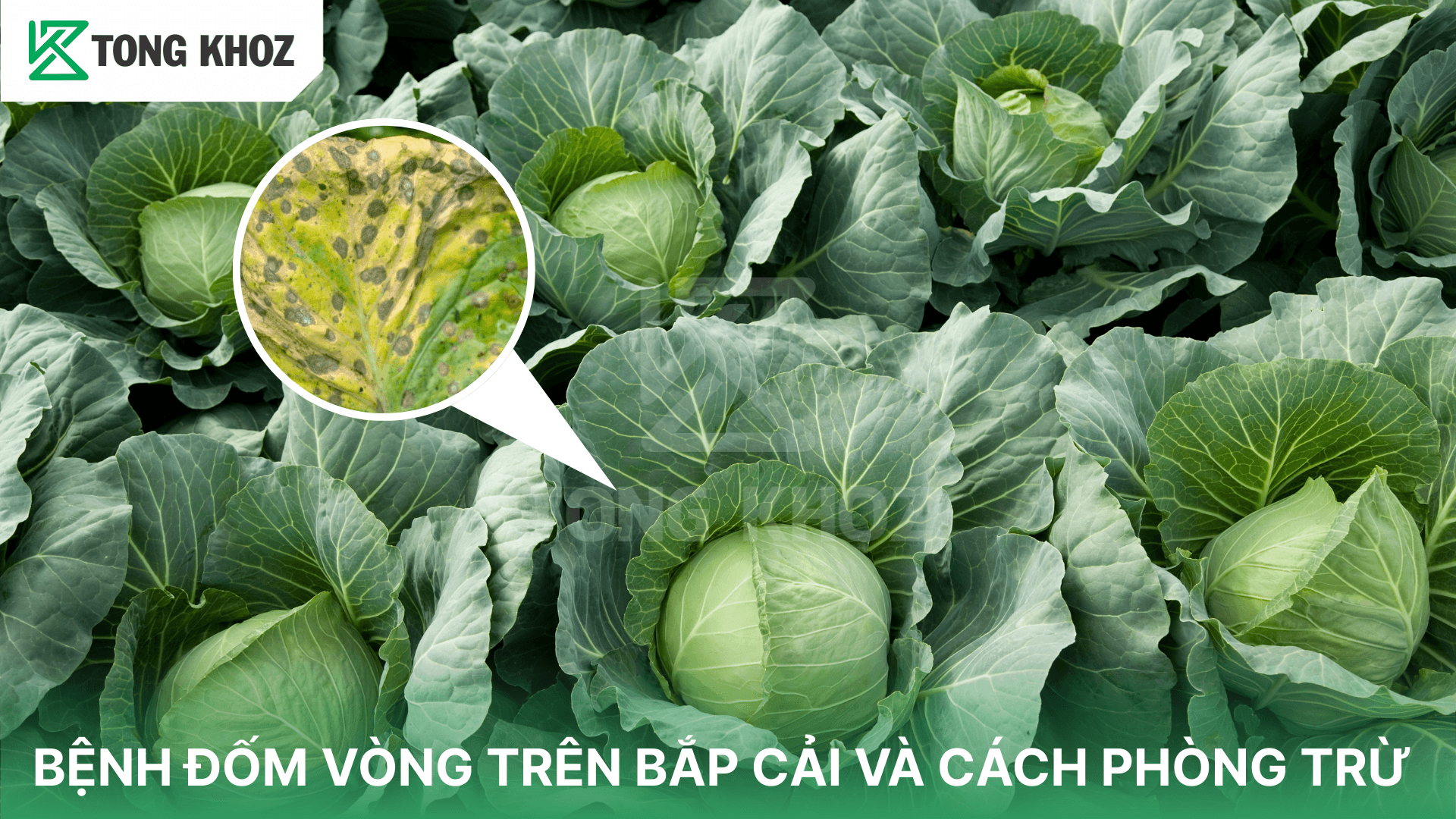 BỆNH ĐỐM VÒNG TRÊN BẮP CẢI VÀ CÁCH PHÒNG TRỪ