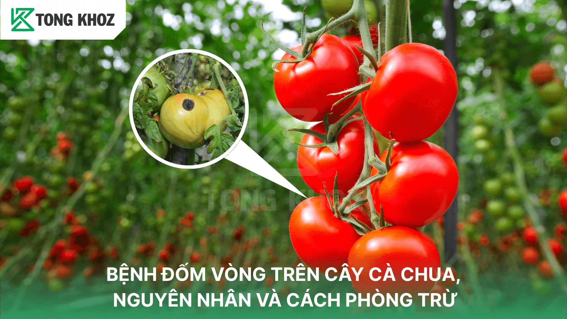 BỆNH ĐỐM VÒNG TRÊN CÂY CÀ CHUA, NGUYÊN NHÂN VÀ CÁCH PHÒNG TRỪ