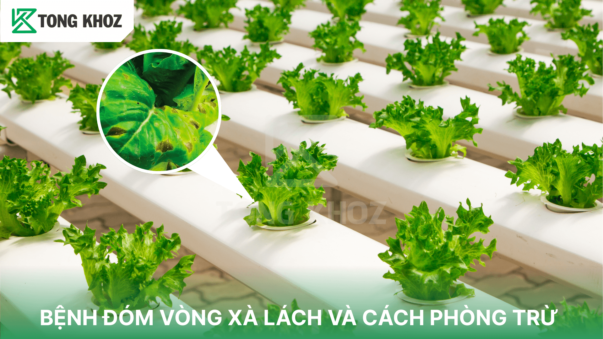 BỆNH ĐÓM VÒNG XÀ LÁCH VÀ CÁCH PHÒNG TRỪ