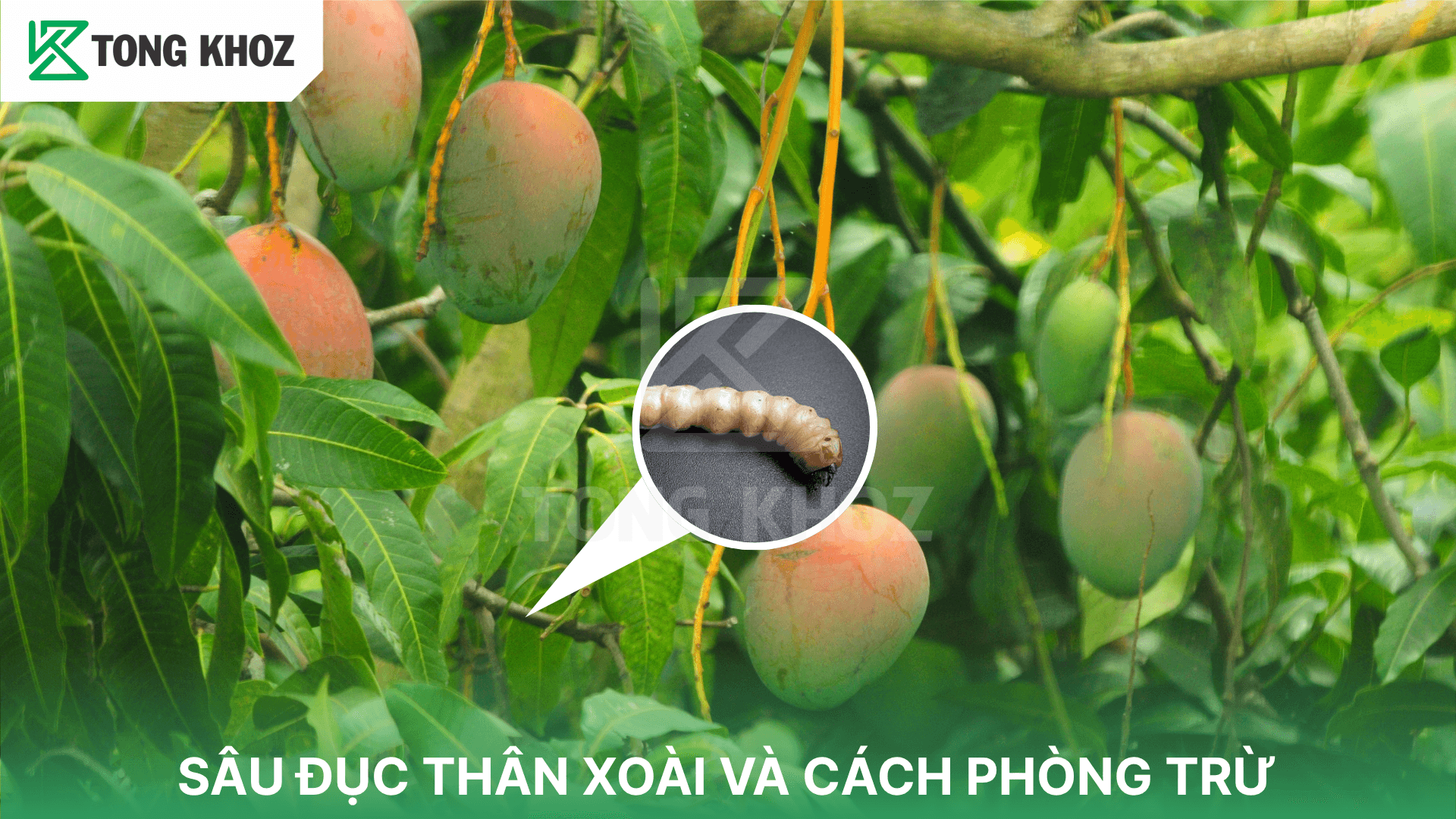 SÂU ĐỤC THÂN XOÀI VÀ CÁCH PHÒNG TRỪ