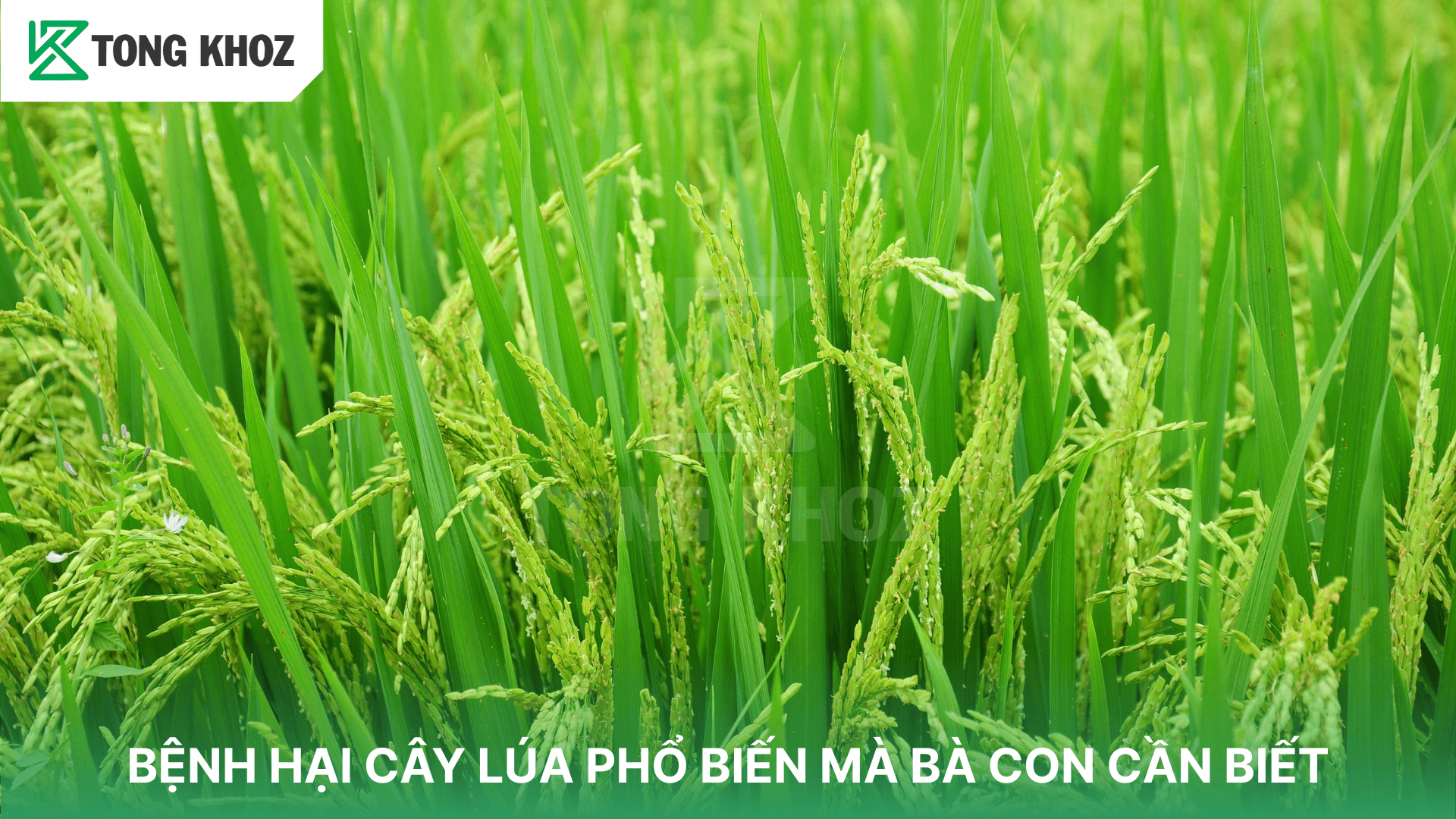 BỆNH HẠI CÂY LÚA PHỔ BIẾN MÀ BÀ CON CẦN BIẾT