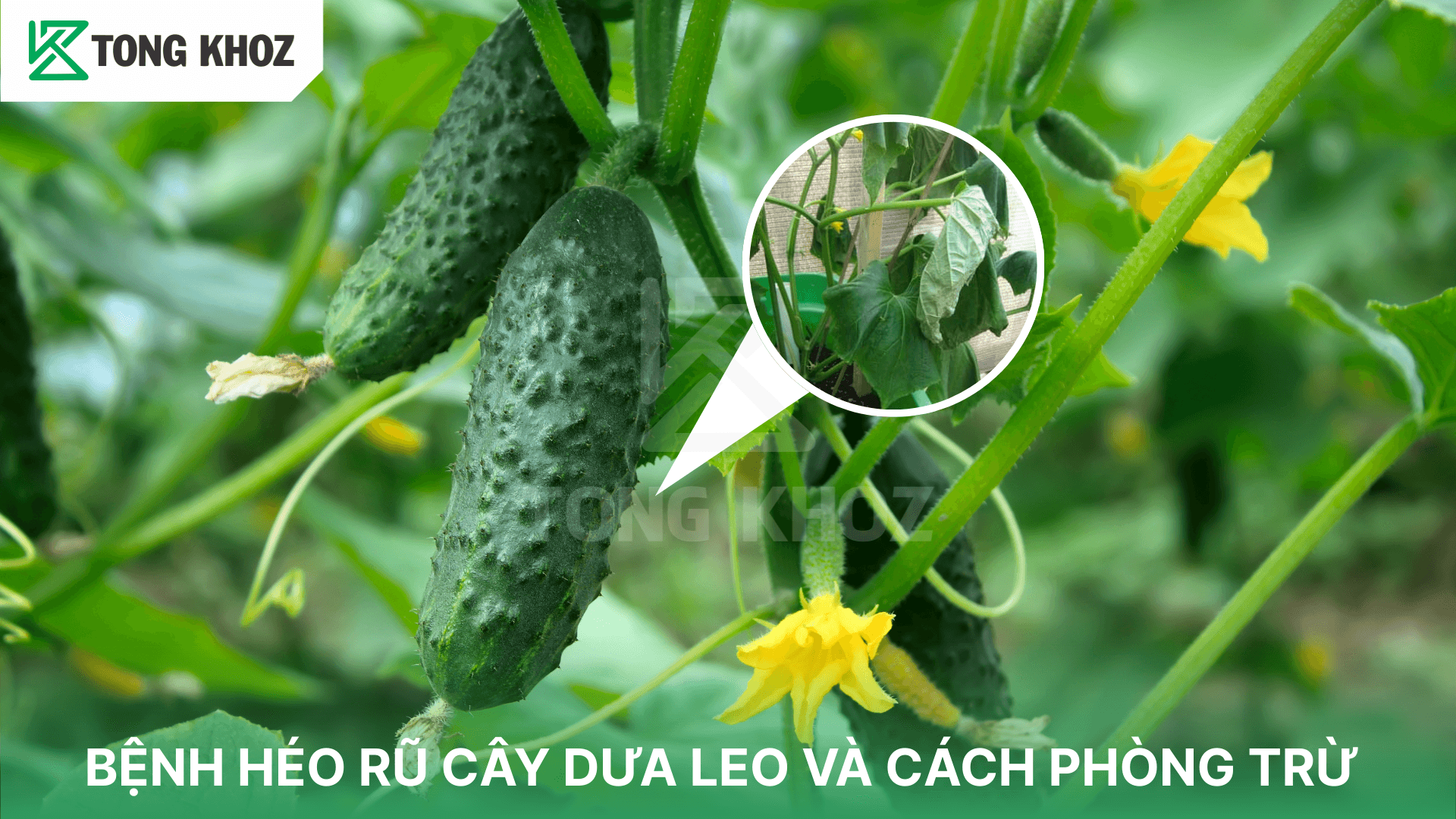 BỆNH HÉO RŨ CÂY DƯA LEO VÀ CÁCH PHÒNG TRỪ