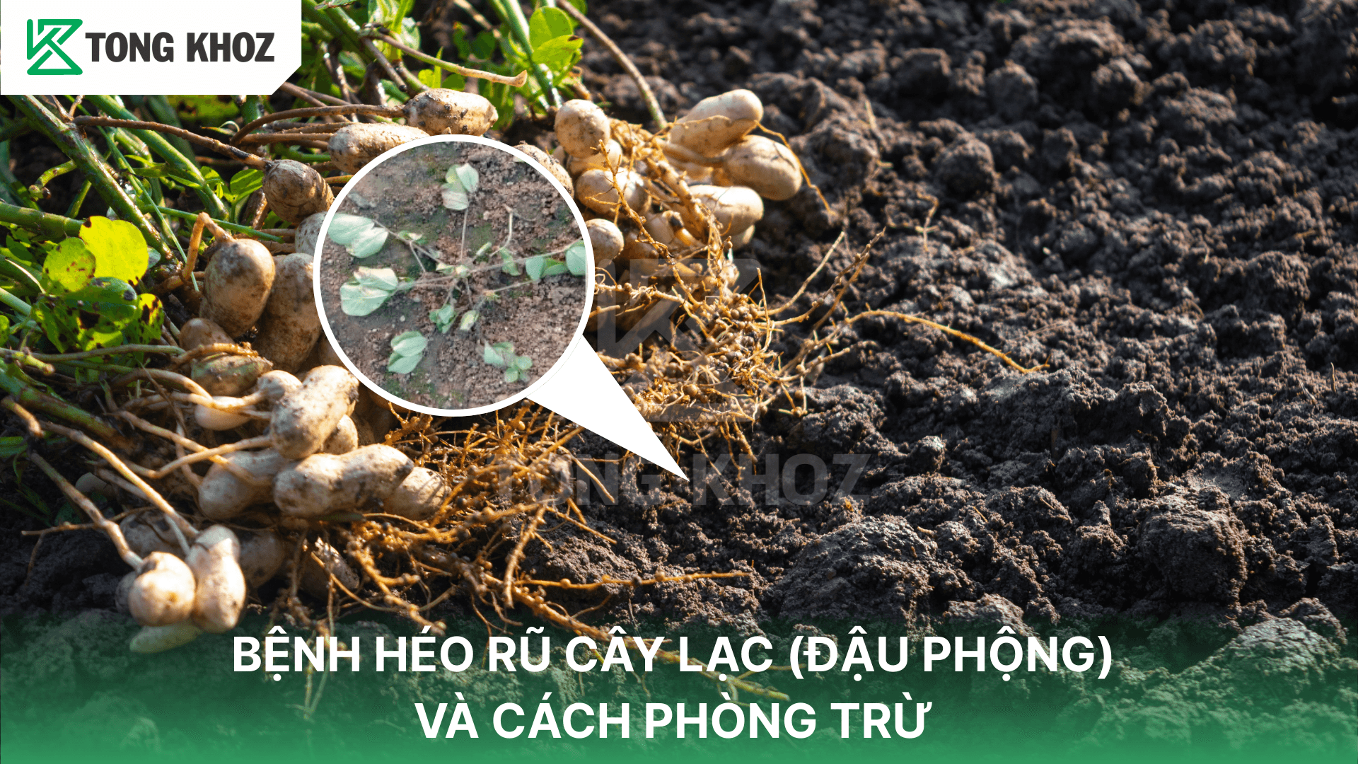 BỆNH HÉO RŨ CÂY LẠC (ĐẬU PHỘNG) VÀ CÁCH PHÒNG TRỪ