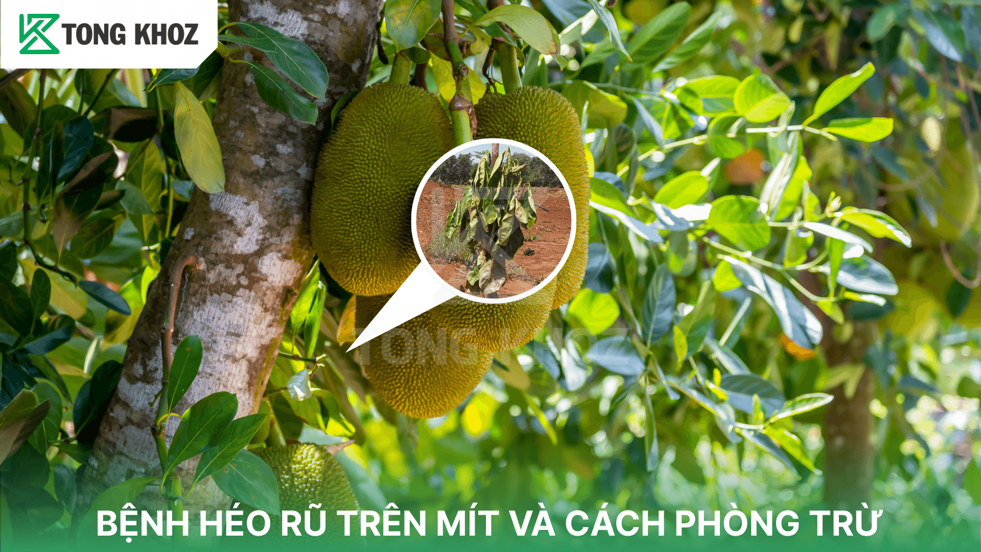 BỆNH HÉO RŨ TRÊN MÍT VÀ CÁCH PHÒNG TRỪ