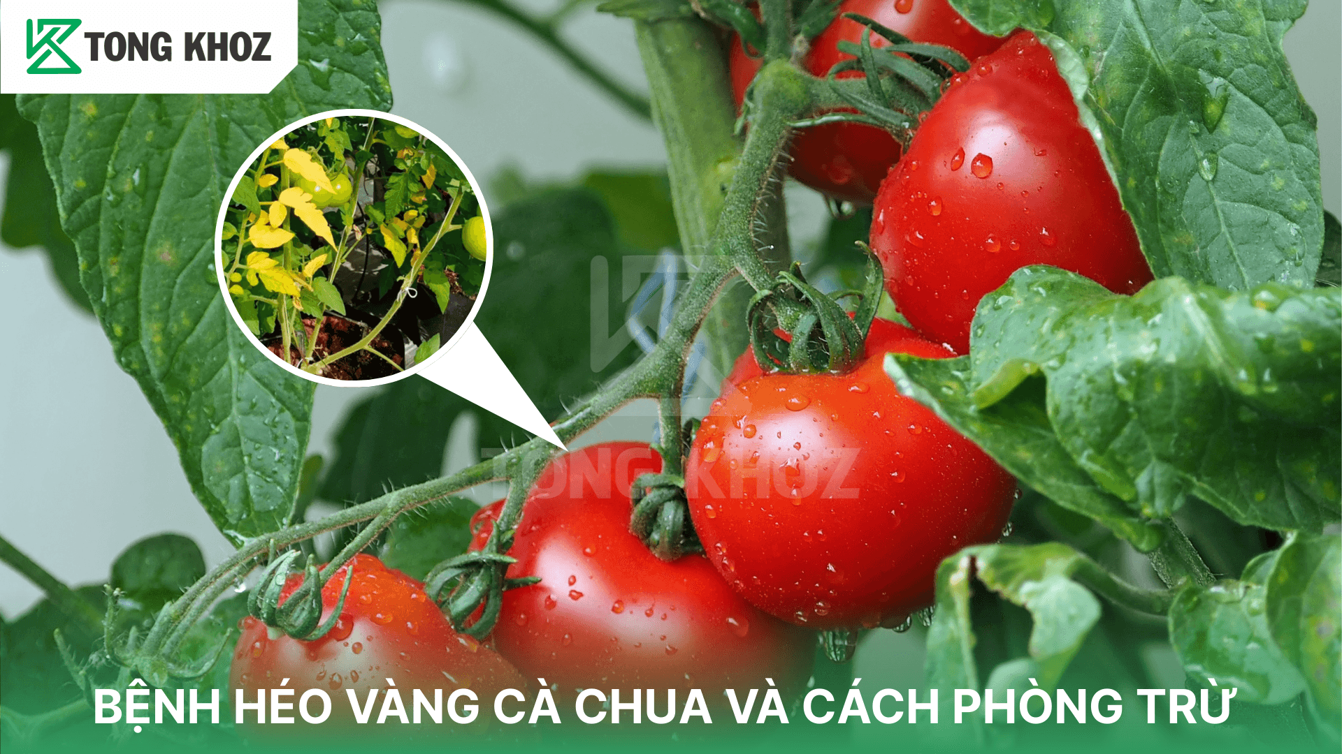 BỆNH HÉO VÀNG CÀ CHUA VÀ CÁCH PHÒNG TRỪ