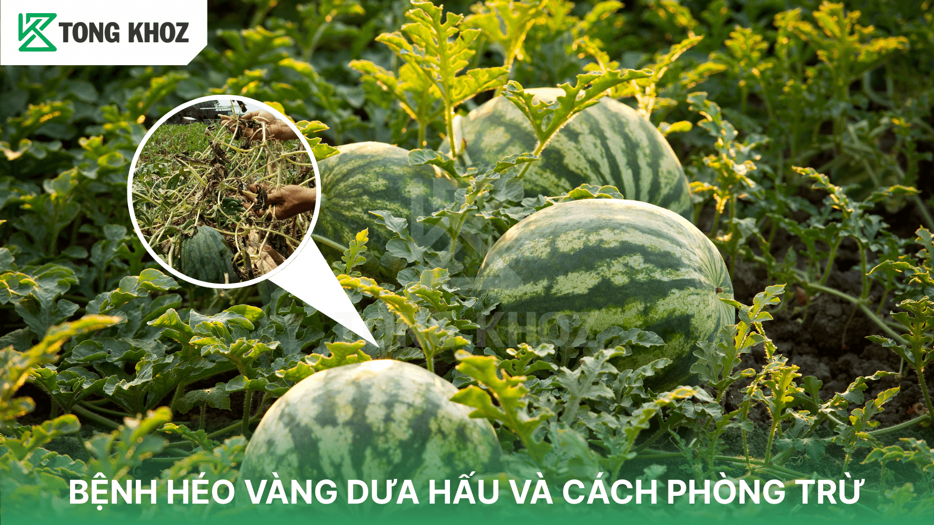 BỆNH HÉO VÀNG DƯA HẤU VÀ CÁCH PHÒNG TRỪ