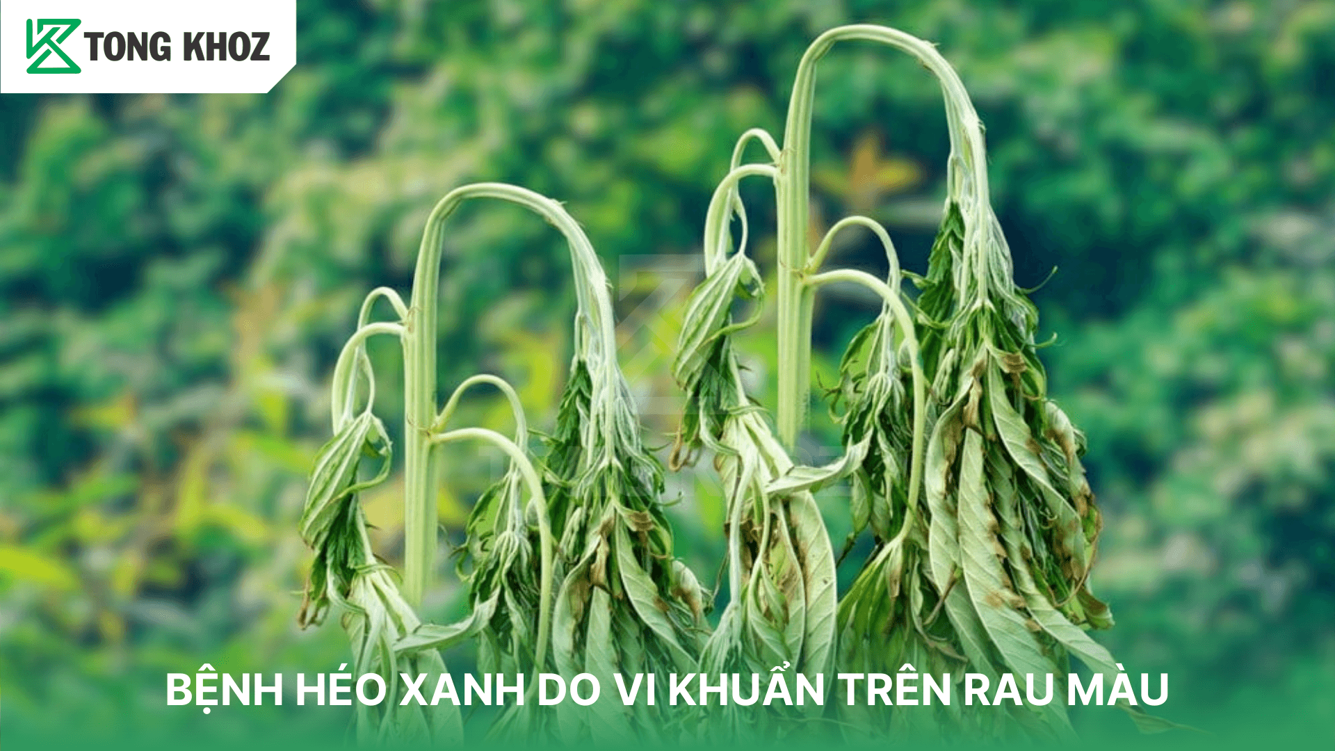 BỆNH HÉO XANH DO VI KHUẨN TRÊN RAU MÀU