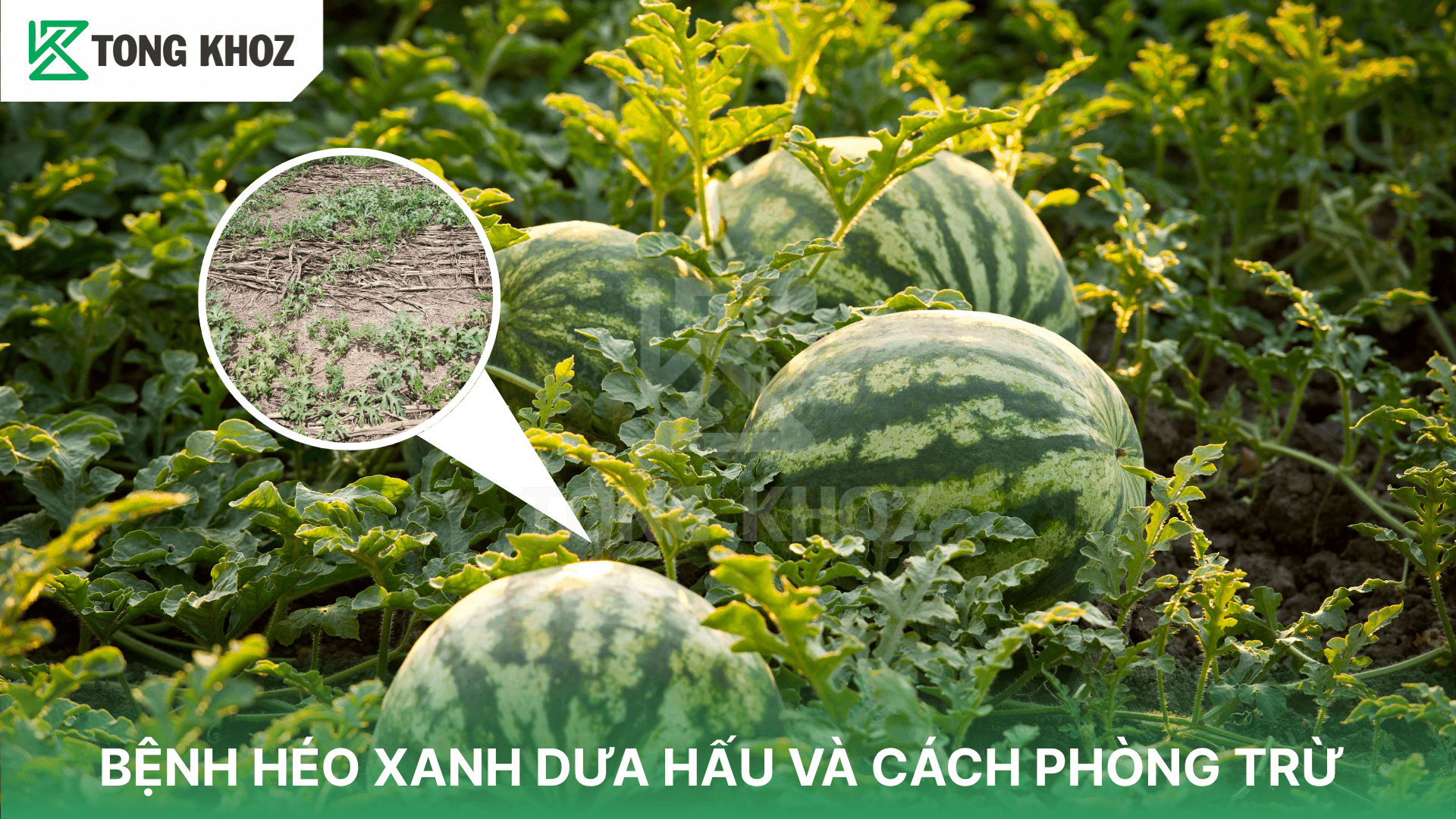 BỆNH HÉO XANH DƯA HẤU VÀ CÁCH PHÒNG TRỪ