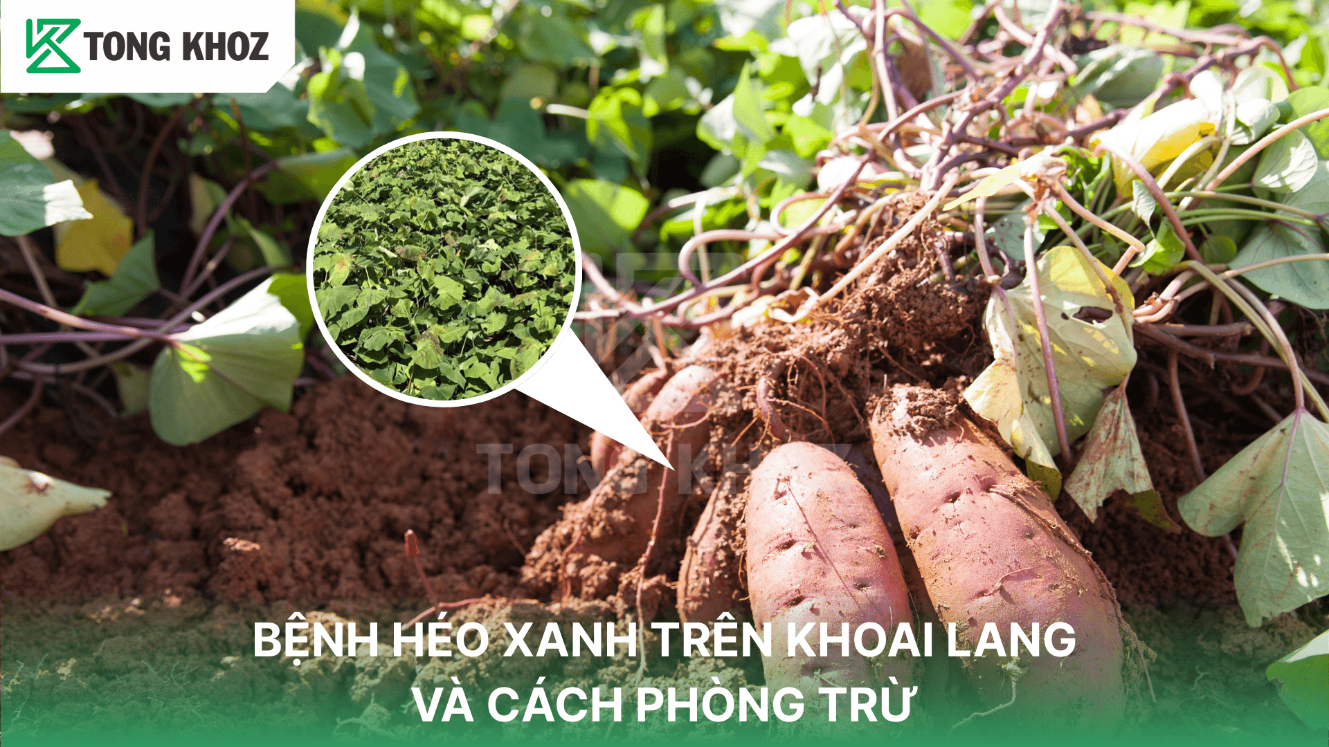 BỆNH HÉO XANH TRÊN KHOAI LANG VÀ CÁCH PHÒNG TRỪ