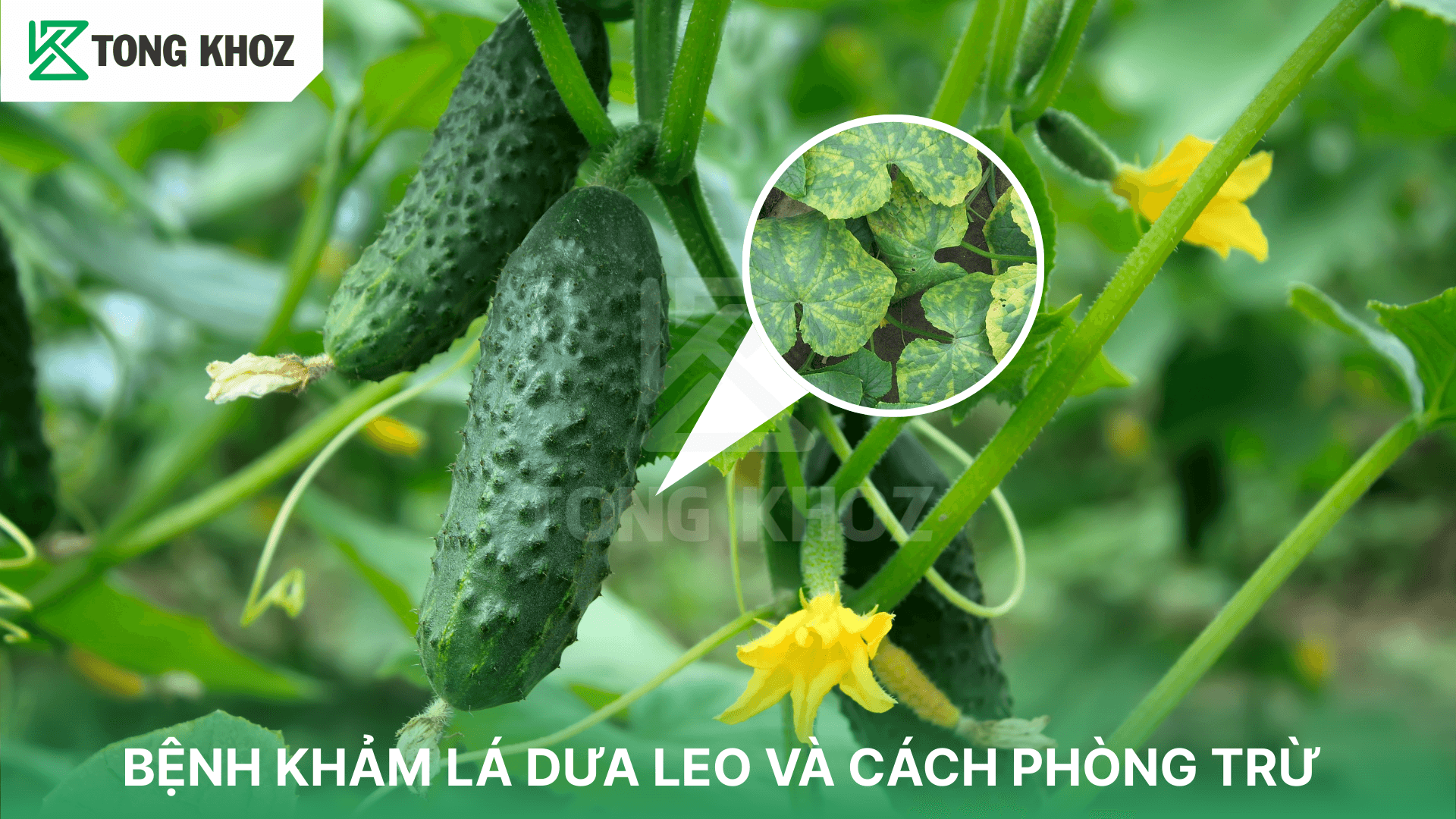 BỆNH KHẢM LÁ DƯA LEO VÀ CÁCH PHÒNG TRỪ