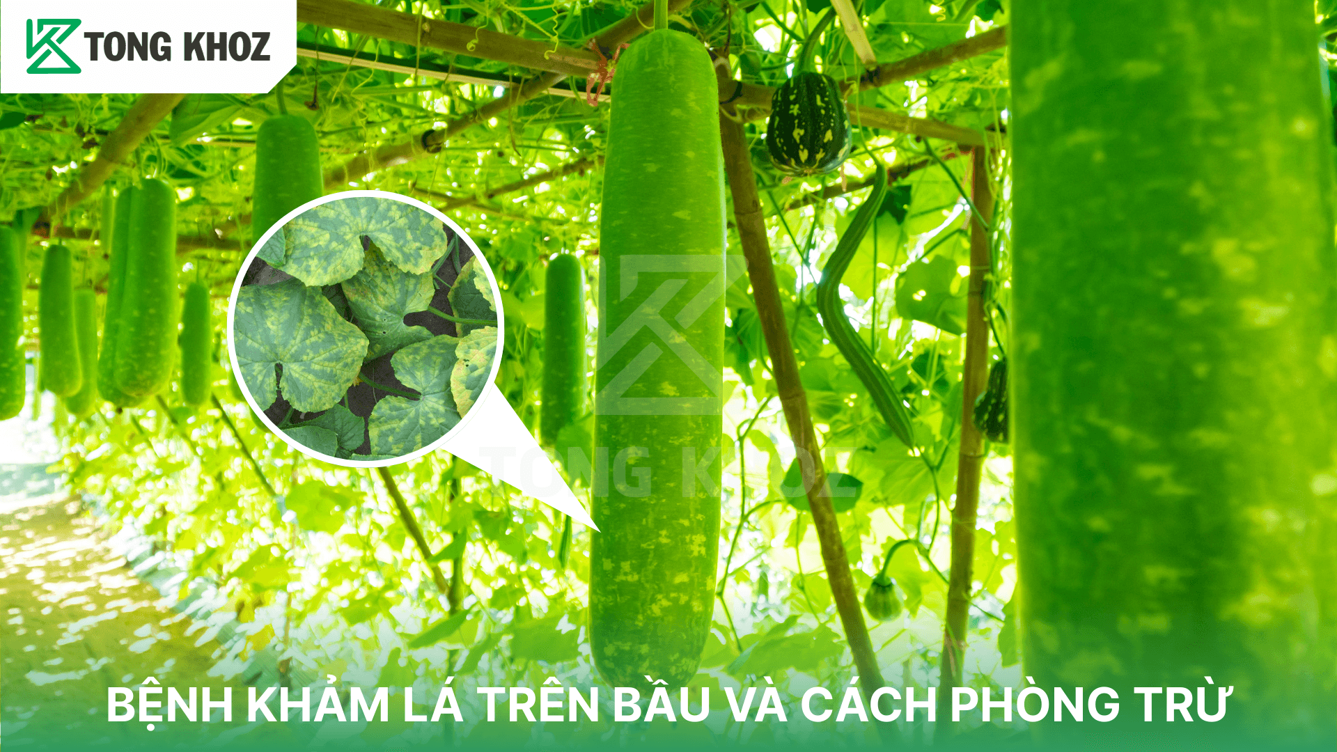 BỆNH KHẢM LÁ TRÊN BẦU VÀ CÁCH PHÒNG TRỪ
