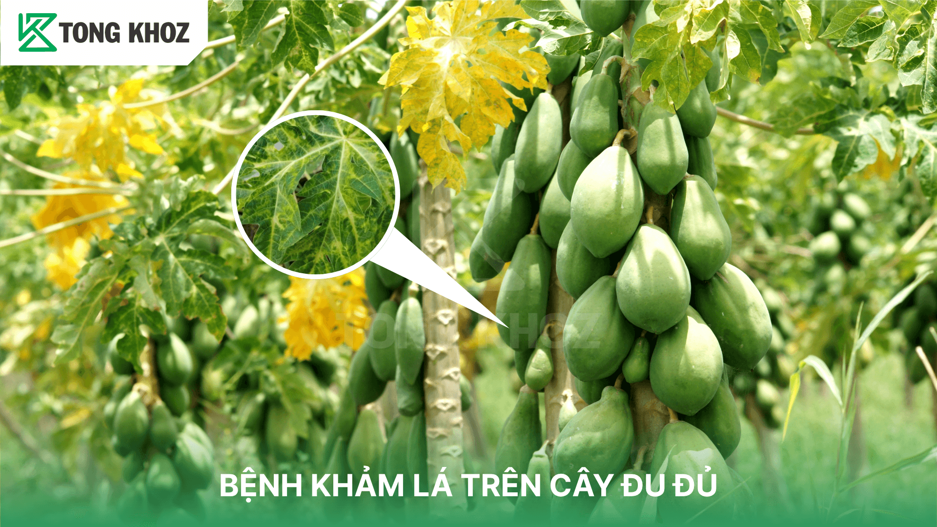 BỆNH KHẢM LÁ TRÊN CÂY ĐU ĐỦ