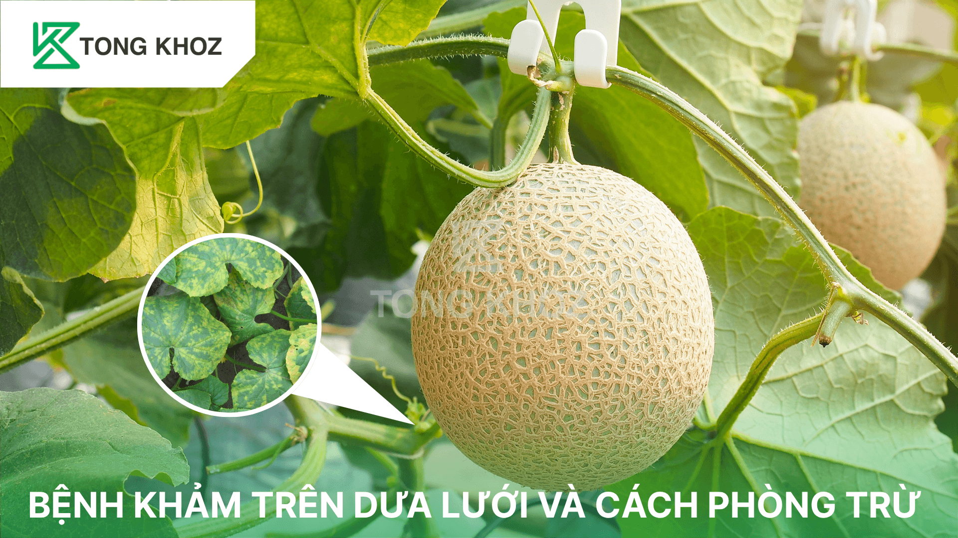 BỆNH KHẢM TRÊN DƯA LƯỚI VÀ CÁCH PHÒNG TRỪ