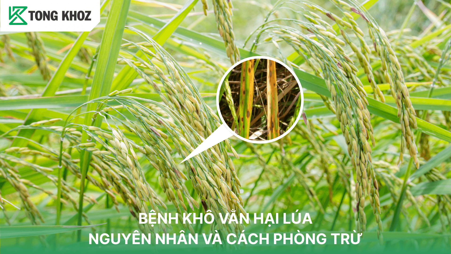 BỆNH KHÔ VẰN HẠI LÚA – NGUYÊN NHÂN VÀ CÁCH PHÒNG TRỪ