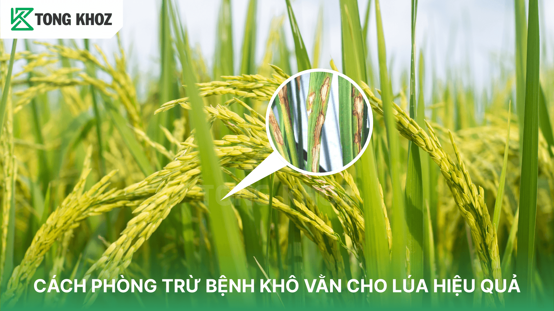 CÁCH PHÒNG TRỪ BỆNH KHÔ VẰN CHO LÚA HIỆU QUẢ