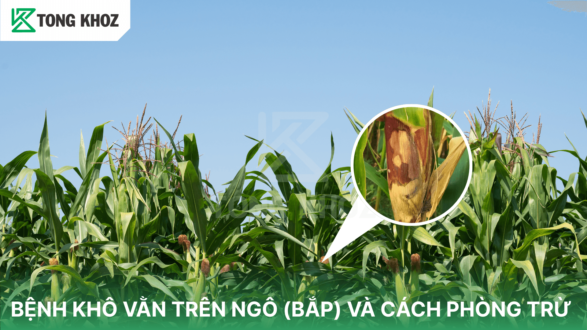 BỆNH KHÔ VẰN TRÊN NGÔ (BẮP) VÀ CÁCH PHÒNG TRỪ