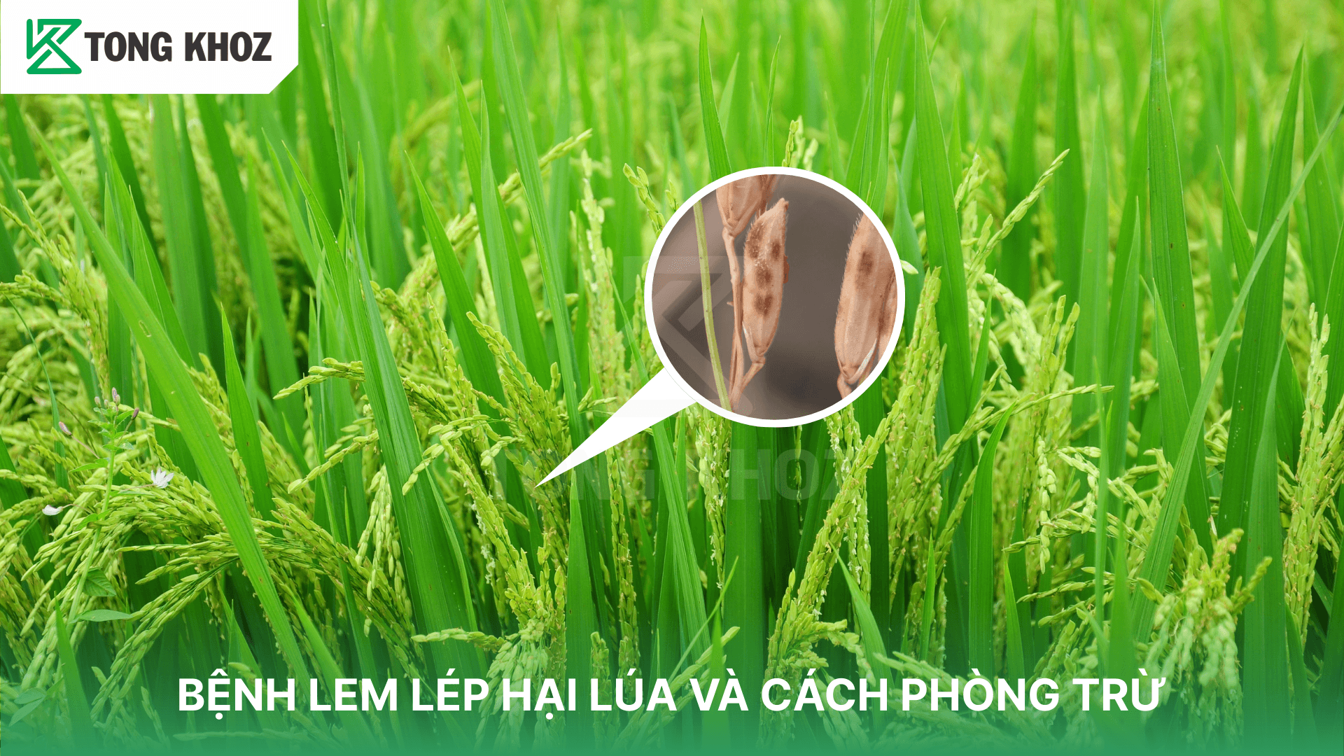 BỆNH LEM LÉP HẠI LÚA VÀ CÁCH PHÒNG TRỪ