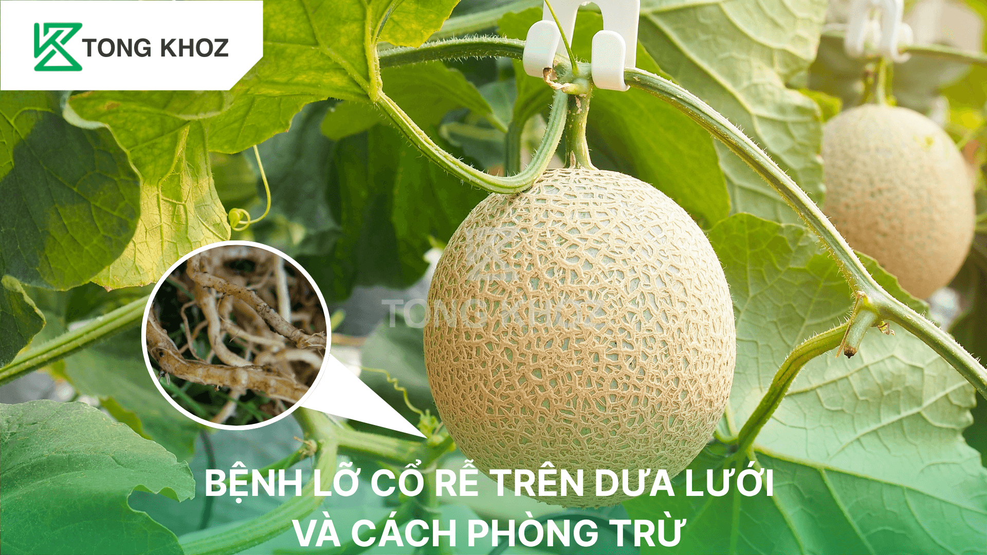 BỆNH LỞ CỔ RỄ TRÊN DƯA LƯỚI VÀ CÁCH PHÒNG TRỪ