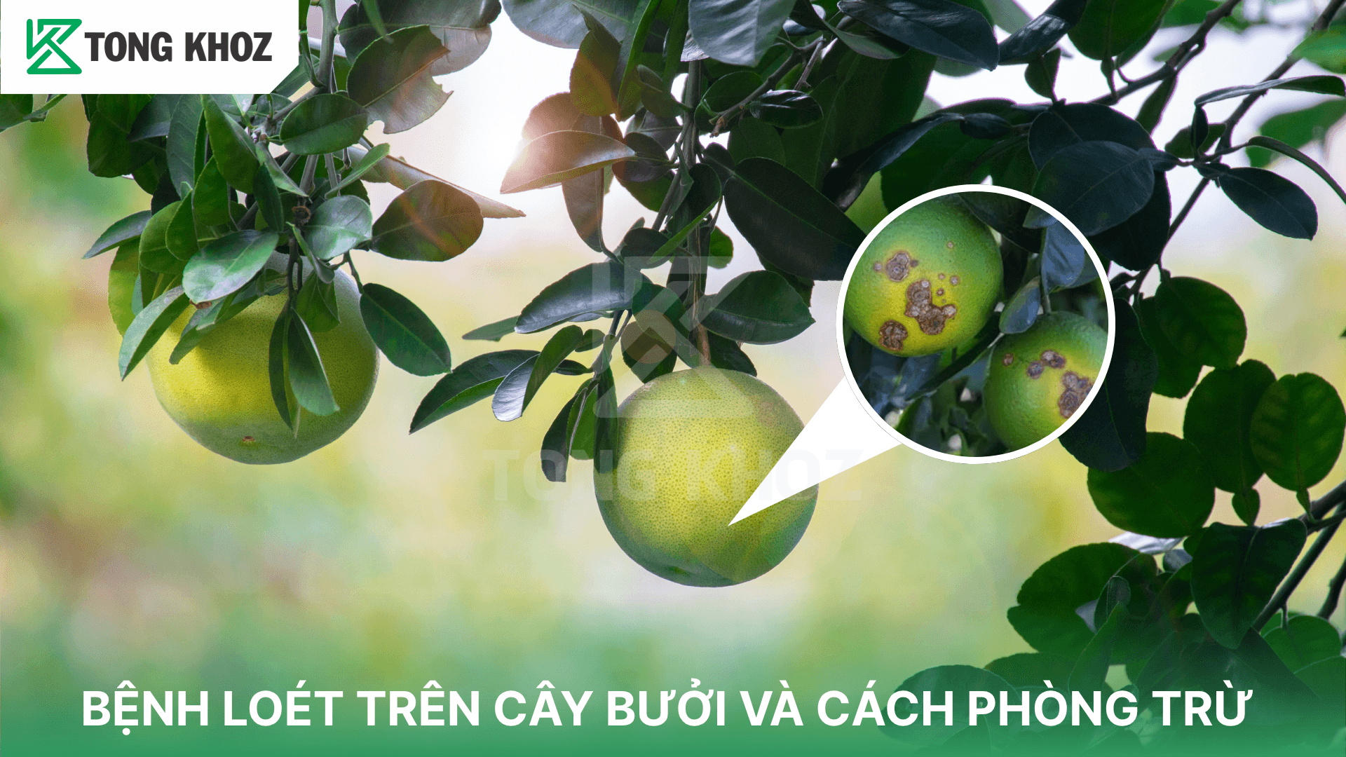 BỆNH LOÉT TRÊN CÂY BƯỞI VÀ CÁCH PHÒNG TRỪ