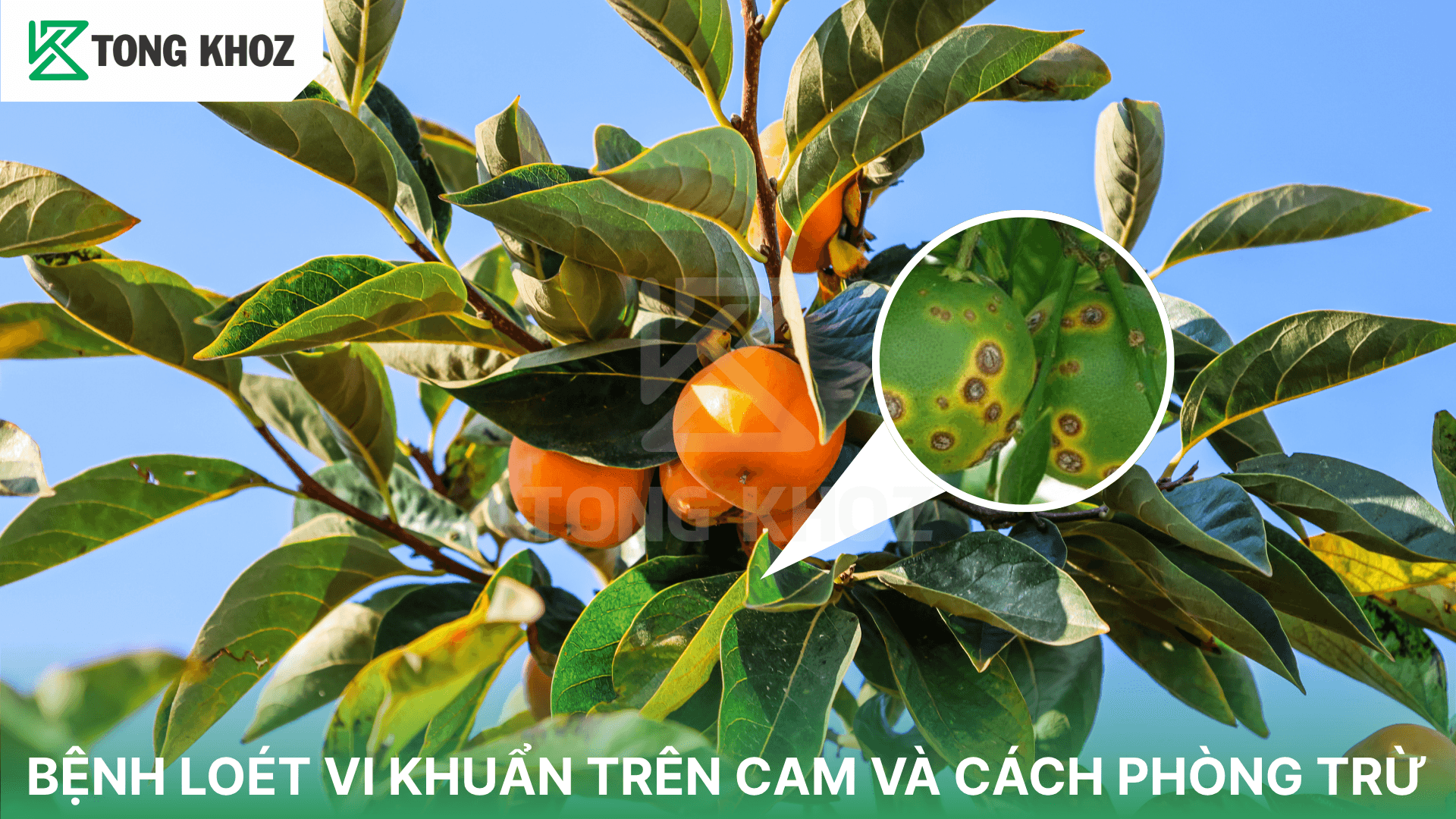BỆNH LOÉT VI KHUẨN TRÊN CAM VÀ CÁCH PHÒNG TRỪ