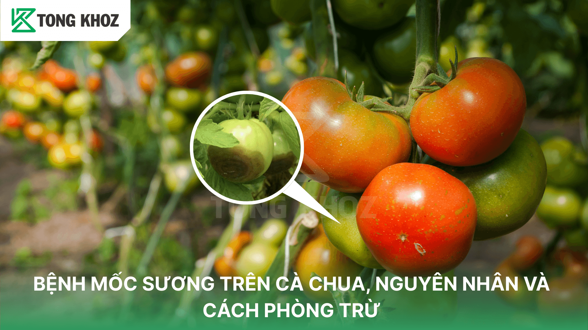 BỆNH MỐC SƯƠNG TRÊN CÀ CHUA, NGUYÊN NHÂN VÀ CÁCH PHÒNG TRỪ