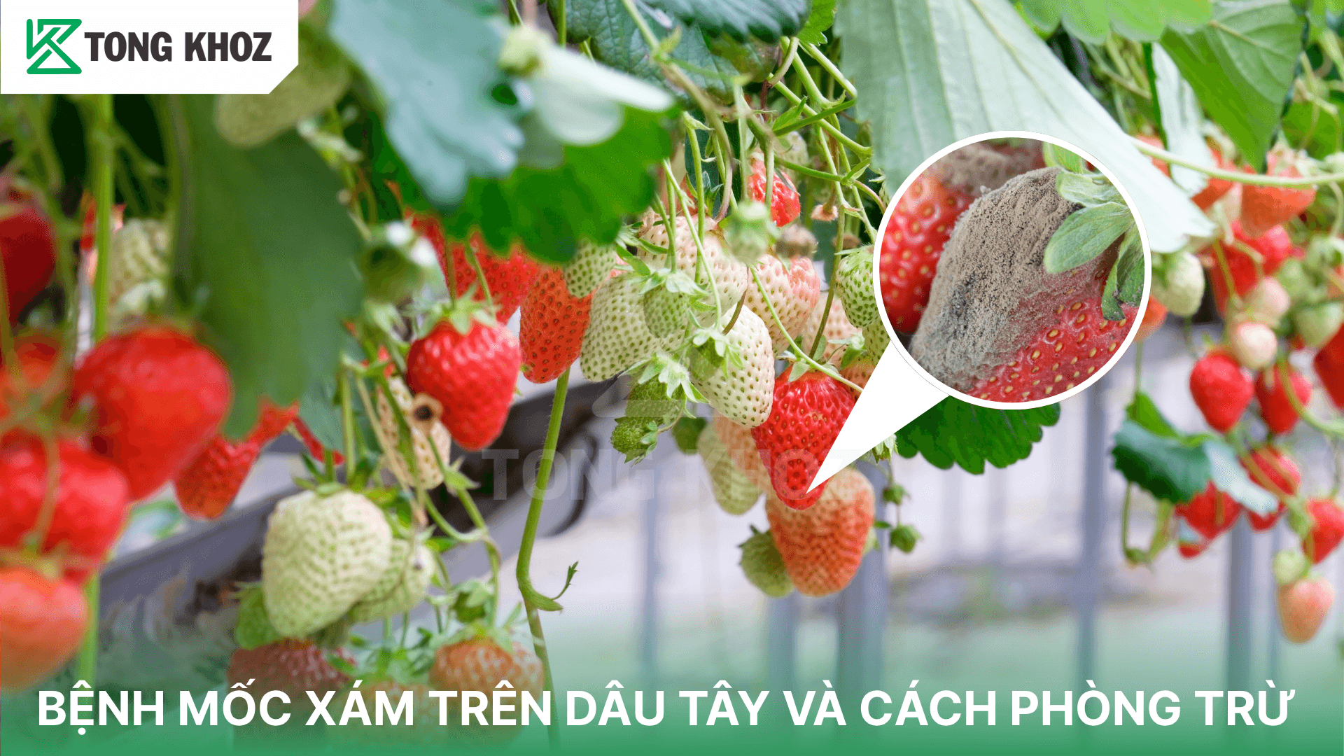 BỆNH MỐC XÁM TRÊN DÂU TÂY VÀ CÁCH PHÒNG TRỪ