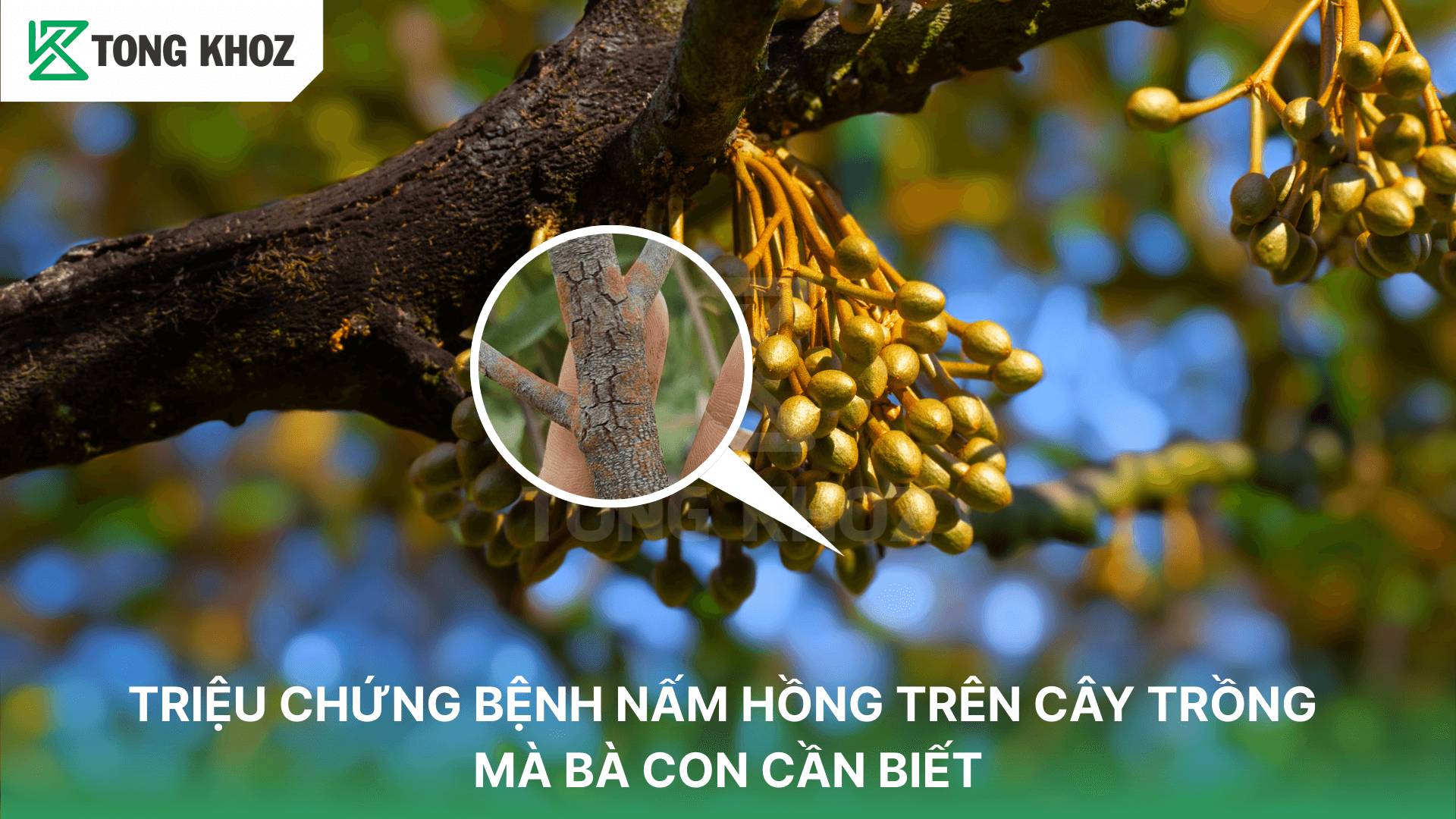 TRIỆU CHỨNG BỆNH NẤM HỒNG TRÊN CÂY TRỒNG MÀ BÀ CON CẦN BIẾT