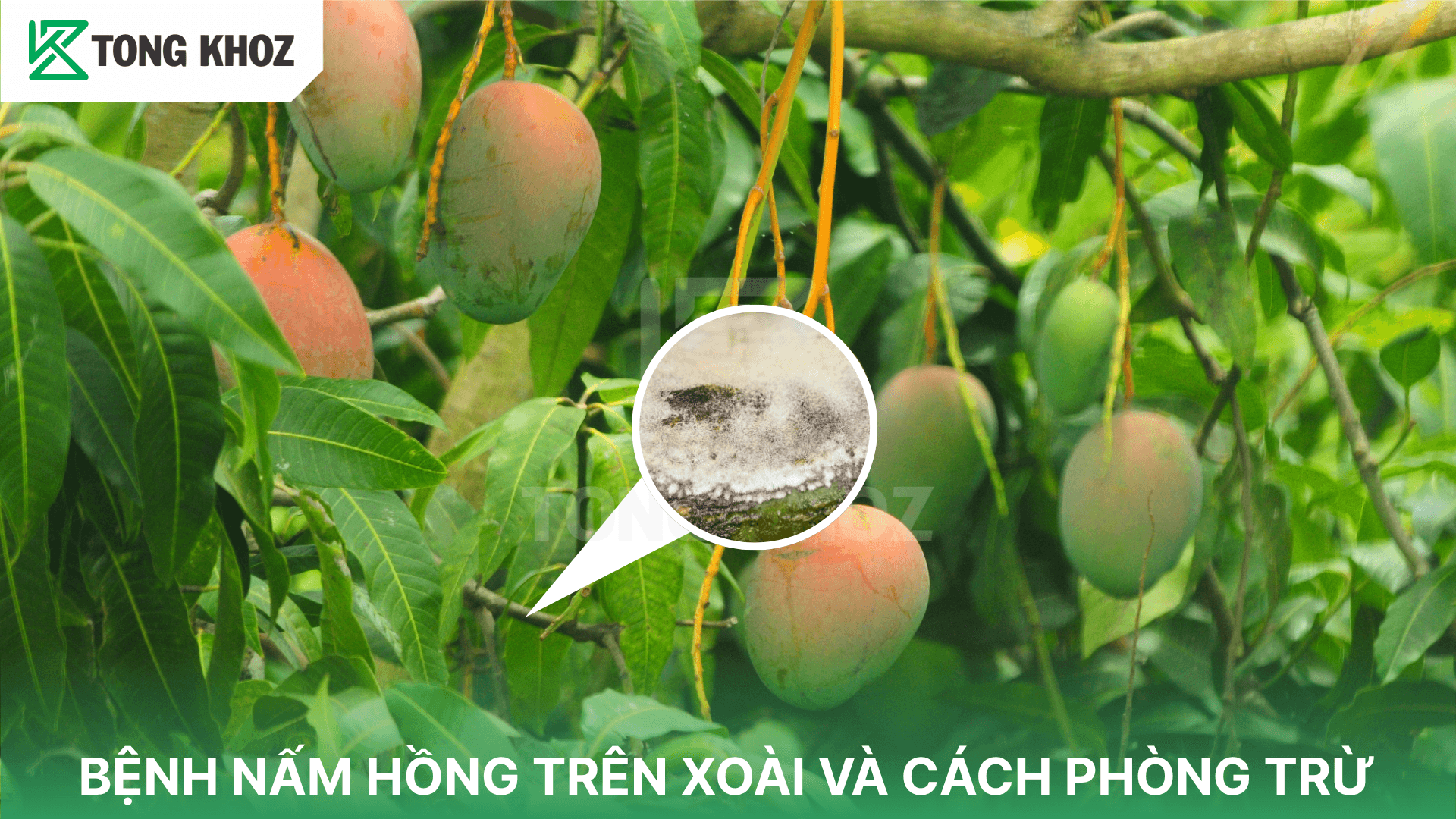 BỆNH NẤM HỒNG TRÊN XOÀI VÀ CÁCH PHÒNG TRỪ