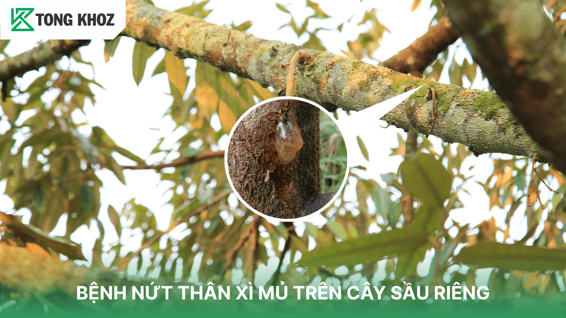 BỆNH NỨT THÂN XÌ MỦ TRÊN CÂY SẦU RIÊNG
