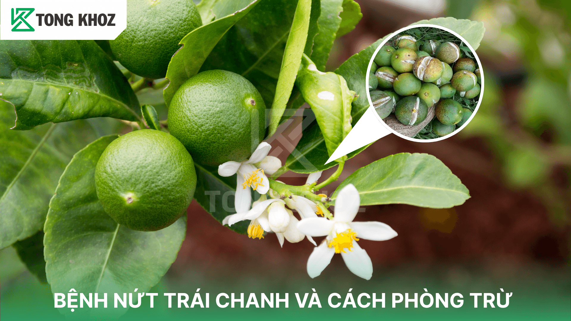 BỆNH NỨT TRÁI CHANH VÀ CÁCH PHÒNG TRỪ