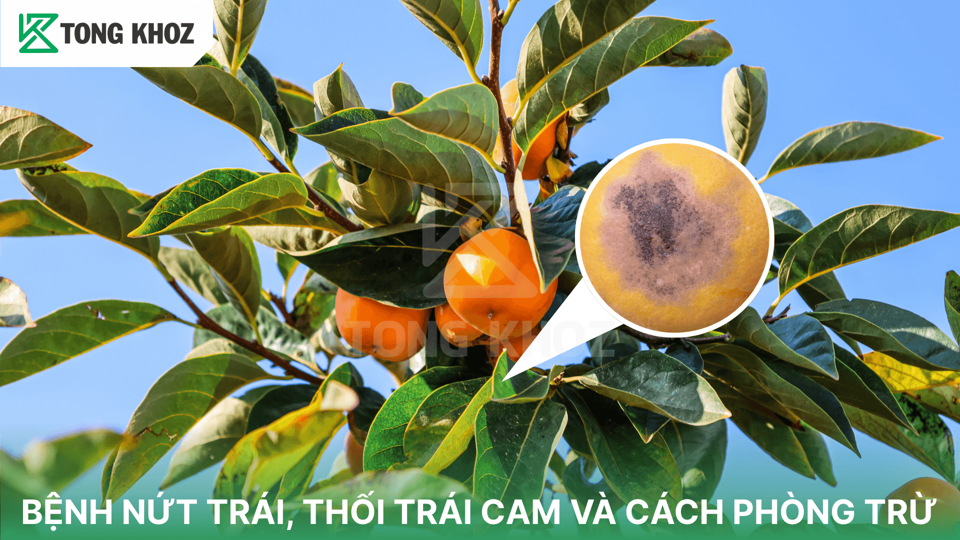 BỆNH NỨT TRÁI, THỐI TRÁI CAM VÀ CÁCH PHÒNG TRỪ