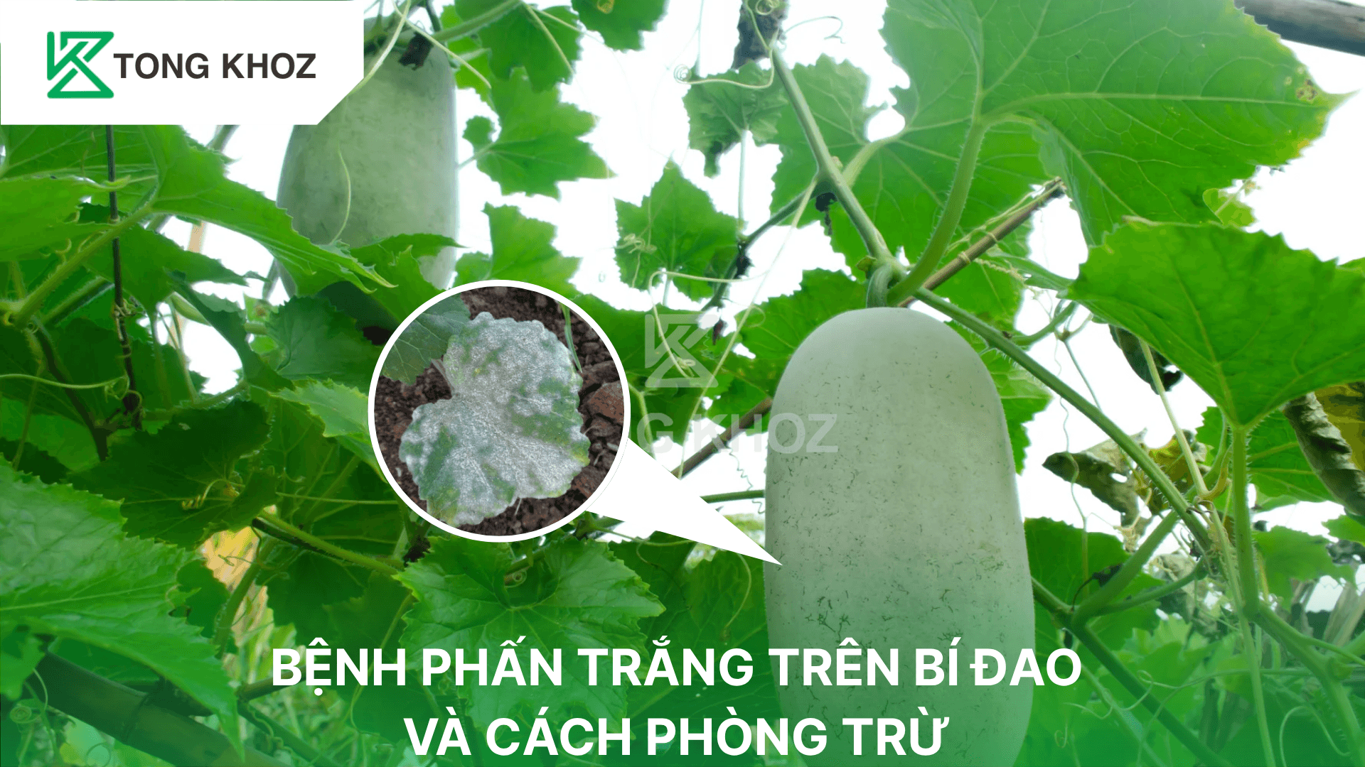 BỆNH PHẤN TRẮNG TRÊN BÍ ĐAO VÀ CÁCH PHÒNG TRỪ